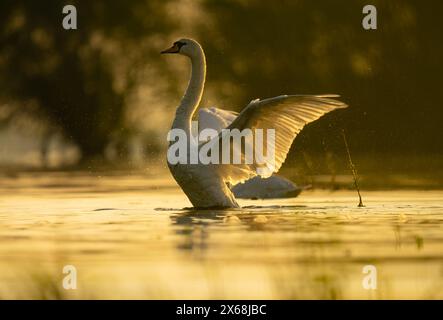 Cygne à l'heure dorée - lever du soleil. Swan Heart dans l'eau. Grandes ailes. Banque D'Images