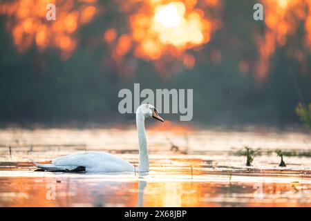 Cygne à l'heure dorée - lever du soleil. Swan Heart dans l'eau. Grandes ailes. Banque D'Images