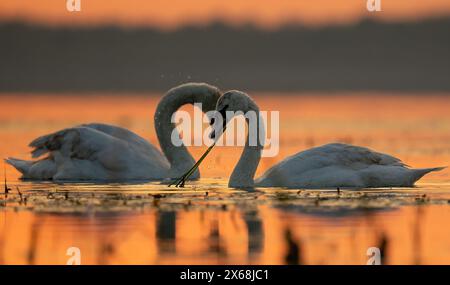 Cygne à l'heure dorée - lever du soleil. Swan Heart dans l'eau. Grandes ailes. Banque D'Images