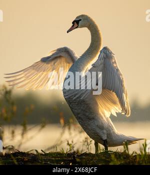 Cygne à l'heure dorée - lever du soleil. Swan Heart dans l'eau. Grandes ailes. Banque D'Images