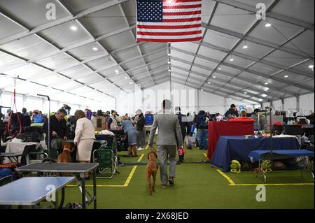 New York, États-Unis. 13 mai 2024. Un homme promène son chien d'exposition à travers la tente de préparation au 148e spectacle canin du Westminster Kennel Club, au USTA Billie Jean King National Tennis Center, Flushing Meadows Corona Park(, Queens, NY, 13 mai 2024. (Photo par Anthony Behar/Sipa USA) crédit : Sipa USA/Alamy Live News Banque D'Images