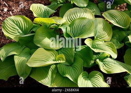 Gros plan sur les feuilles vert jaune de la plante herbacée de lys plantain vivaces hosta Lakeside cha cha. Banque D'Images