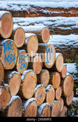 neige sur des grumes de bois d'épicéa dans la forêt d'hiver attendre le transport Banque D'Images