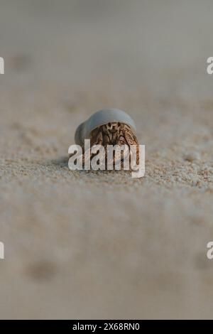 Gros plan d'un crabe ermite dans une coquille sur une plage de sable, Cozumel, Mexique Banque D'Images