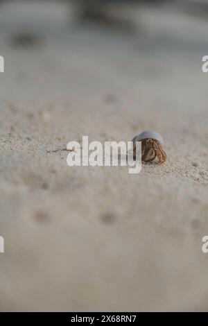 Gros plan d'un crabe ermite dans une coquille sur une plage de sable, Cozumel, Mexique Banque D'Images