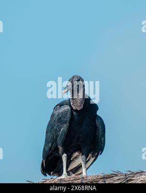 Vautours noir perché sur un toit couvert de paille contre un ciel dégagé à Cozumel, au Mexique Banque D'Images