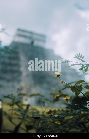 Vue artistique d'El Castillo avec des fleurs au premier plan, Chichen Itza Banque D'Images