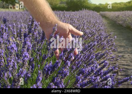 Odeur de lavande. Les fermiers touchent de près le sommet des plantes fraîches en fleurs. Floraison. Paysage de champs aromatiques. Jour ensoleillé bleu ciel naturel dos Banque D'Images