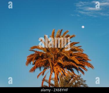 Palmier illuminé par le soleil couchant avec un ciel bleu clair et la lune en arrière-plan, Sahara près de Siwa Oasis, Egypte Banque D'Images