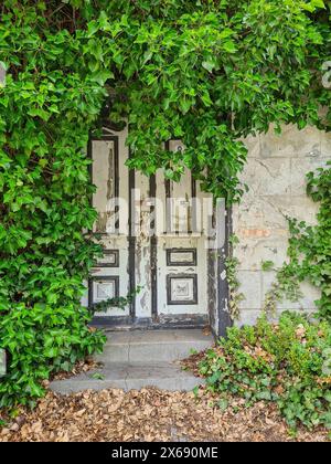 Entrée envahie par la végétation avec porte en bois du salon Weirauch vacant dans le centre de la station de vacances de Zingst, inhabitée et maintenant envahie par la vigne sauvage et le lierre, feuilles d'automne sur le sol, Zingst, Mecklembourg-Poméranie occidentale, Allemagne Banque D'Images