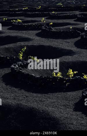 Creux typiques avec des vignes dans la région viticole de Lanzarote, Espagne Banque D'Images