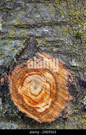 Tronc d'arbre, oeil de branche, scié, gros plan Banque D'Images