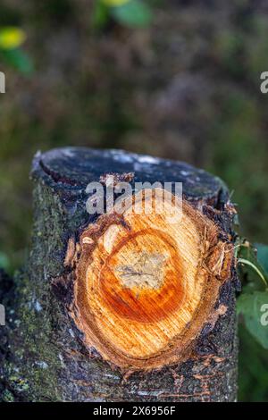 Tronc d'arbre, oeil de branche, scié, gros plan Banque D'Images