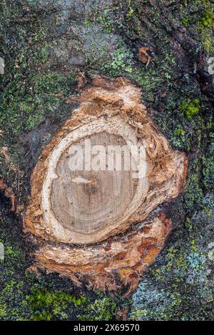 Tronc d'arbre, oeil de branche, scié, gros plan Banque D'Images