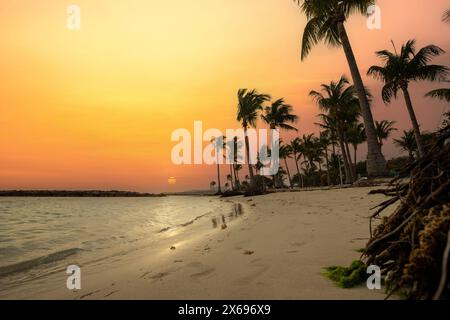 Plage de rêve des Caraïbes avec des palmiers, plage de sable blanc et turquoise, eau cristalline dans la mer. Baie peu profonde au coucher du soleil. Plage de Sainte Anne, Grande Terre, Guadeloupe, Antilles françaises Banque D'Images