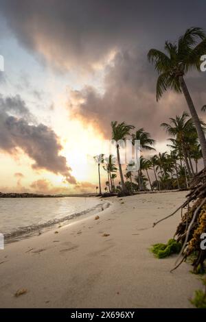 Plage de rêve des Caraïbes avec des palmiers, plage de sable blanc et turquoise, eau cristalline dans la mer. Baie peu profonde au coucher du soleil. Plage de Sainte Anne, Grande Terre, Guadeloupe, Antilles françaises Banque D'Images