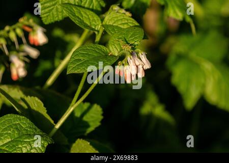 Symphytum grandiflorum. Rampante contention. Banque D'Images