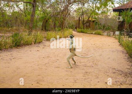 Sifaka blanc de Verreaux avec tête sombre sur la faune de l'île de Madagascar. primate mignon et curieux avec de grands yeux. Célèbre lémurien dansant Banque D'Images