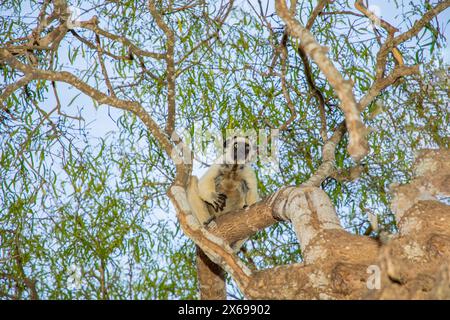 Sifaka blanc de Verreaux avec tête sombre sur la faune de l'île de Madagascar. primate mignon et curieux avec de grands yeux. Célèbre lémurien dansant Banque D'Images