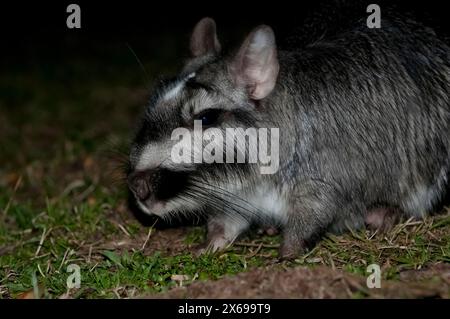 Vizcacha , Lagostomus maximus, Parc national d'El Palmar , Province d'entre Rios, Argentine Banque D'Images