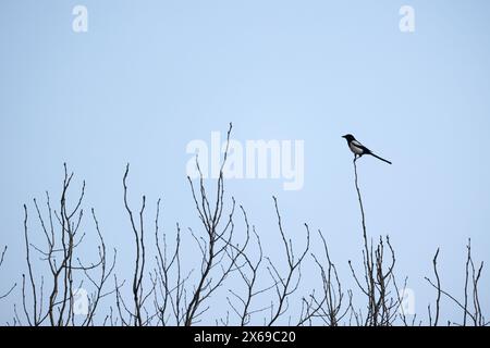 Oiseau à longue queue est au sommet de l'arbre un jour d'hiver. La pie eurasienne ou pie commune, Pica pica Banque D'Images