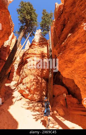 Queen's Garden Trail, Bryce Canyon, Bryce Canyon National Park, Colorado plateau, Utah, États-Unis, États-Unis Banque D'Images