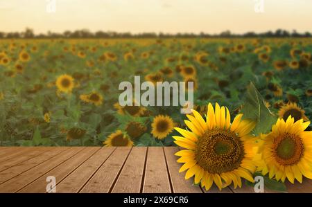 Tournesols sur table en bois dans le champ au lever du soleil. Espace pour le design Banque D'Images