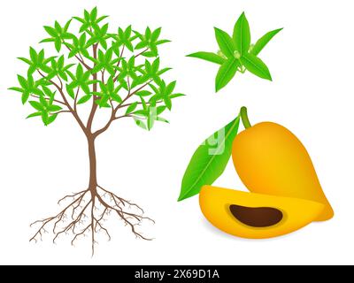 Montrant des parties de canistel ou de plante d'oeuf sur un fond blanc. Illustration de Vecteur