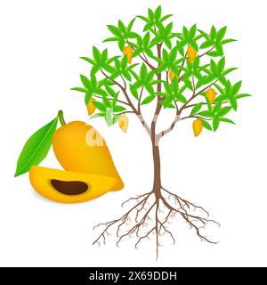 Canistel ou arbre à oeufs avec des fruits et des fleurs. Illustration de Vecteur