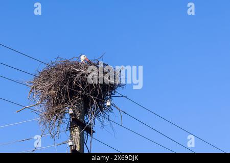 Le nid de cigogne est sur un poteau de ligne électrique sous le ciel bleu Banque D'Images