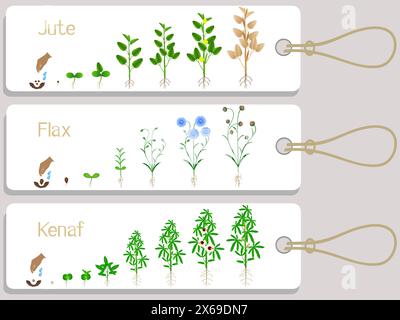Marqueurs du cycle de croissance des plantes jute, lin et kenaf. Illustration de Vecteur