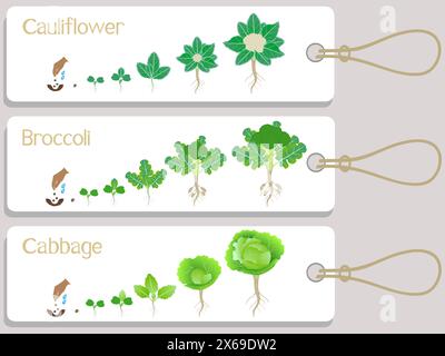 Étiquettes du cycle de croissance des plantes de chou-fleur, brocoli et chou. Illustration de Vecteur