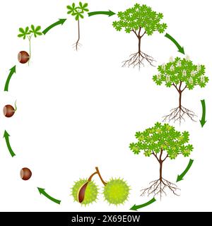 Cycle de vie de la plante de châtaignier de cheval sur un fond blanc. Illustration de Vecteur