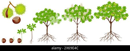 Cycle de croissance de la plante de châtaigne de cheval sur un fond blanc. Illustration de Vecteur