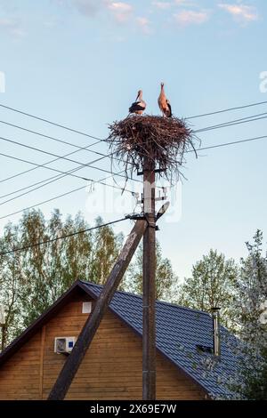 Les cigognes blanches sont dans un nid de cigogne sur un poteau de ligne électrique sous le ciel bleu près d'une maison rurale, photo verticale Banque D'Images