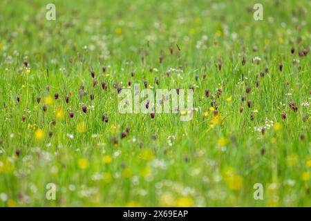 Fleur de la fleur d'échecs (Fritillaria meleagris) dans les prairies de Sinntal, Hesse, Allemagne Banque D'Images