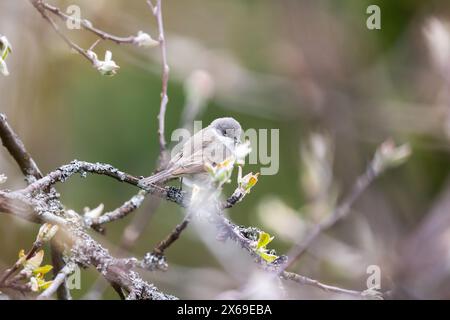 Le petit oiseau est sur la branche. Le blanc inférieur est une paruline typique commune et répandue. Curruca curruca Banque D'Images