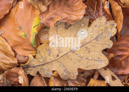 Feuille de chêne sur mousse avec des gouttes de rosée, nature morte de forêt Banque D'Images