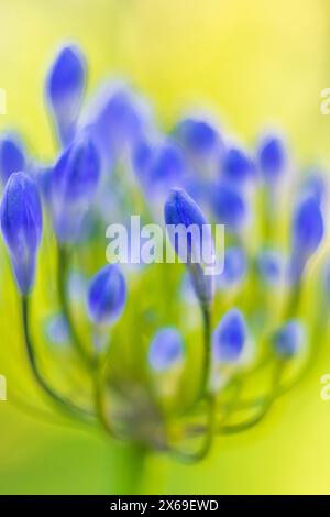 Lis ornemental 'Northern Star' (Agapanthus), gros plan Banque D'Images