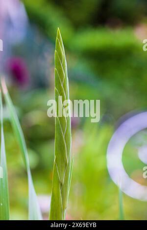 Gladiolus, bourgeon de fleur, fleur fermée, gros plan Banque D'Images