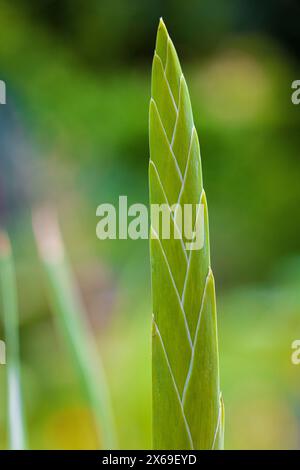 Gladiolus, bourgeon de fleur, fleur fermée, gros plan Banque D'Images