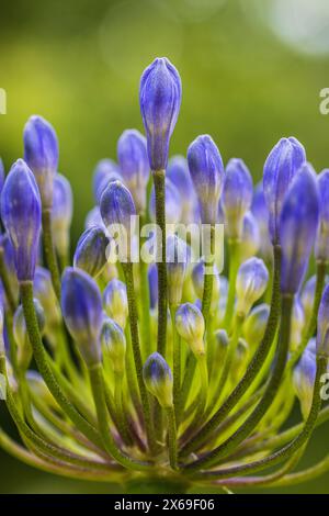 Lis ornemental 'Northern Star' (Agapanthus), gros plan Banque D'Images
