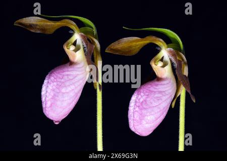 Chaussons Pink Lady's (Cypripedium acaule) sur fond noir - Pisgah National Forest, Brevard, Caroline du Nord, USA Banque D'Images