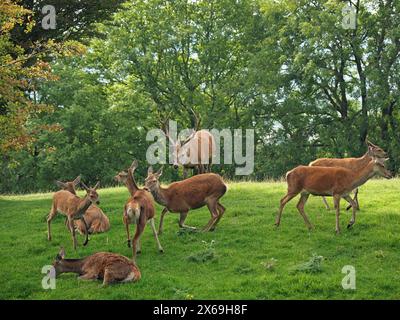 Troupeau de cerfs rouges (Cervus elaphus) avec un cerf dans le parc de cerfs à Broadway Tower, Cotswolds, Angleterre Royaume-Uni Banque D'Images