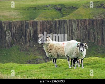 Deux moutons rudes tombés pâtissant sur les hautes terres au-dessus de la spectaculaire vallée glaciaire géologique emblématique de High Cup Nick dans le nord des Pennines Cumbria, Angleterre, Royaume-Uni Banque D'Images
