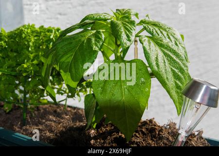 Lumière de batterie solaire avec des feuilles vertes du buisson de paprika sauvage dans le jardin de printemps. Banque D'Images