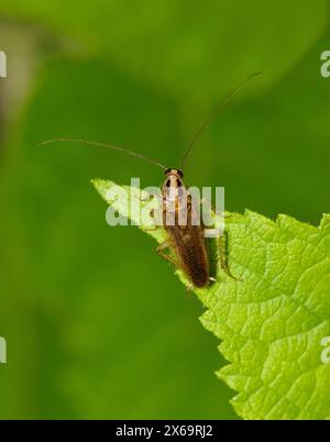 Blatte allemande (Blattella germanica) insecte feuille nature Springtime Agriculture de lutte antiparasitaire. Banque D'Images