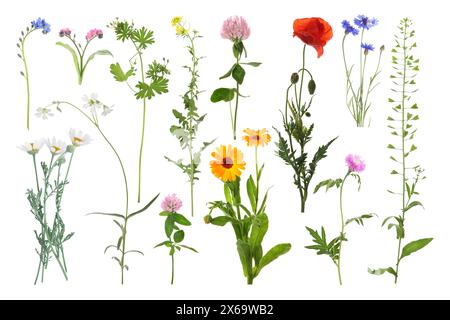 Beaucoup de fleurs de prairie différentes isolées sur blanc, ensemble Banque D'Images