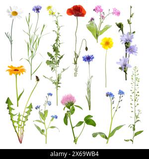 Beaucoup de fleurs de prairie différentes isolées sur blanc, ensemble Banque D'Images