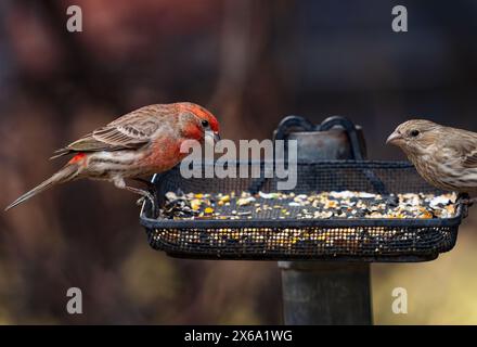 Un Finch de maison assis sur le bord d'un mangeoire à oiseaux improvisé regardant vers les graines dans le plateau avec sa partenaire féminine à proximité. Banque D'Images